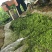 蝗虫蚂蚱新鲜冷冻油炸下酒菜高蛋白一件包邮发货
