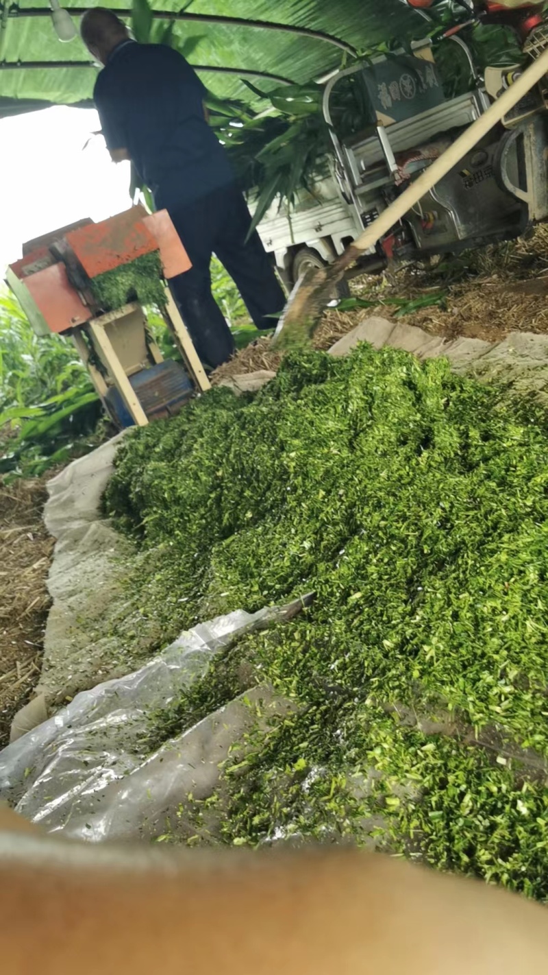 蝗虫蚂蚱新鲜冷冻油炸下酒菜高蛋白一件包邮发货