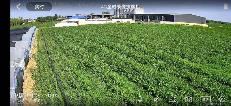 【高蛋白】新鲜速冻蚂蚱蝗虫冰冻带籽公母混合一件包邮