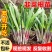 韭菜根苗紫根品种现挖现发耐热耐寒生长速度快