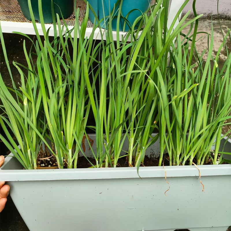 韭菜根苗紫根品种现挖现发耐热耐寒生长速度快