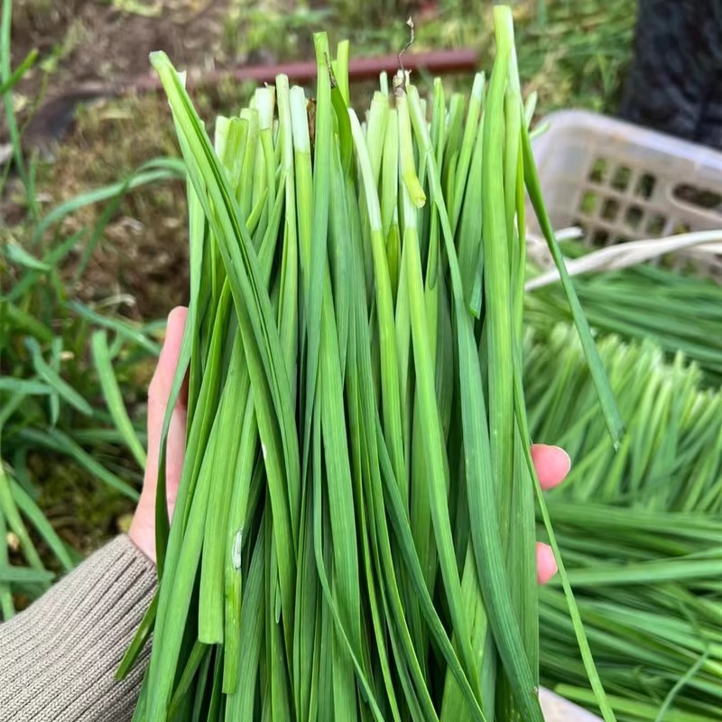 韭菜根苗紫根品种现挖现发耐热耐寒生长速度快