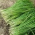 韭菜根苗紫根品种现挖现发耐热耐寒生长速度快