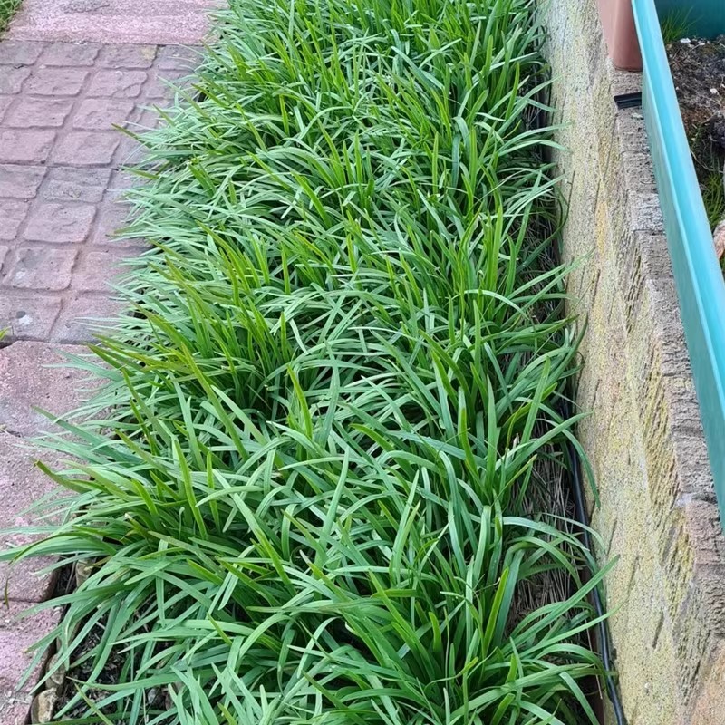 韭菜根苗紫根品种现挖现发耐热耐寒生长速度快
