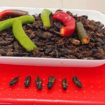 江苏双斑油葫芦蟋蟀中草药蟋蟀宠物饲料蟋蟀规格齐全