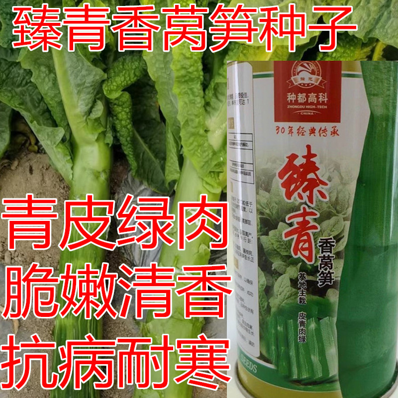 臻青香莴笋种子青皮绿肉耐寒抗病嫩脆清香