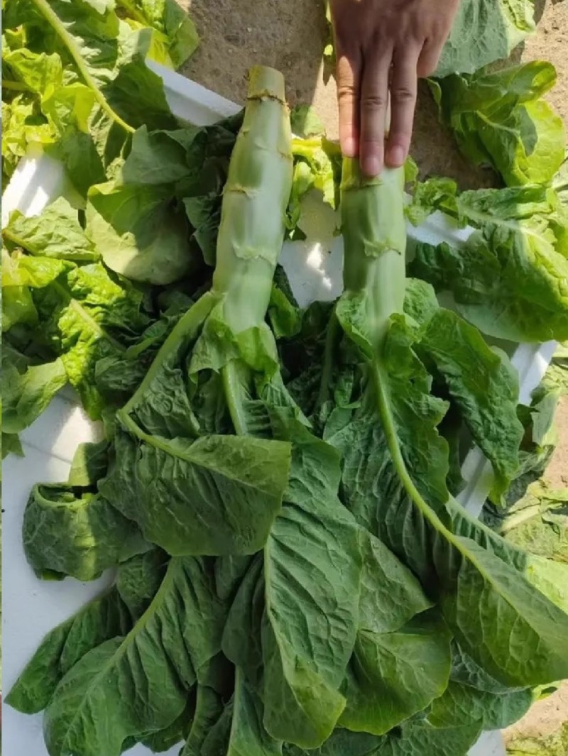 臻青香莴笋种子青皮绿肉耐寒抗病嫩脆清香