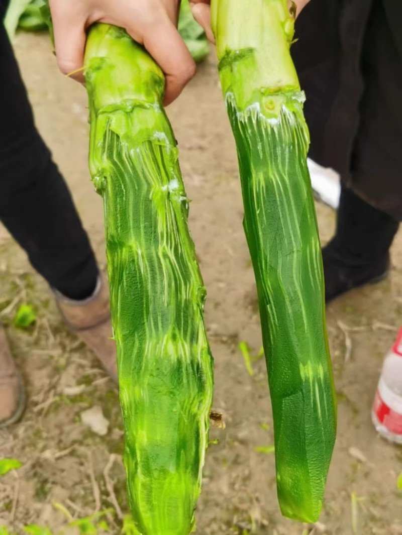 臻青香莴笋种子青皮绿肉耐寒抗病嫩脆清香