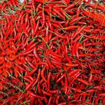 小米椒鲜辣椒产地直发多种规格致电价优欢迎订购