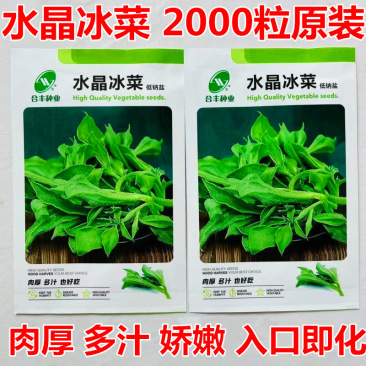 水晶冰菜种子冰草种子肉厚多汁生食入口即化耐寒抗病