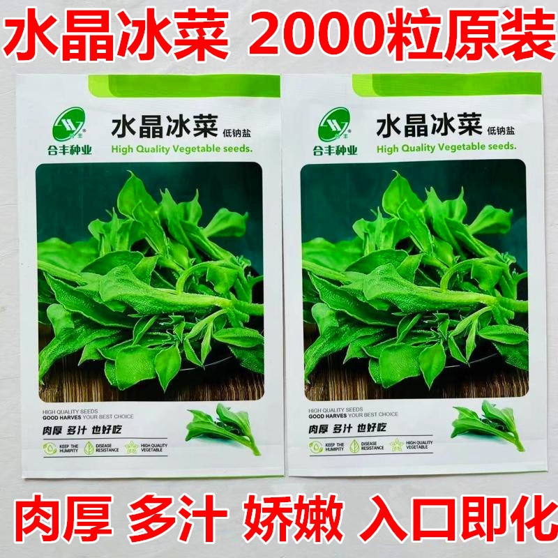 水晶冰菜种子冰草种子肉厚多汁生食入口即化耐寒抗病