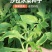 水晶冰菜种子冰草种子肉厚多汁生食入口即化耐寒抗病