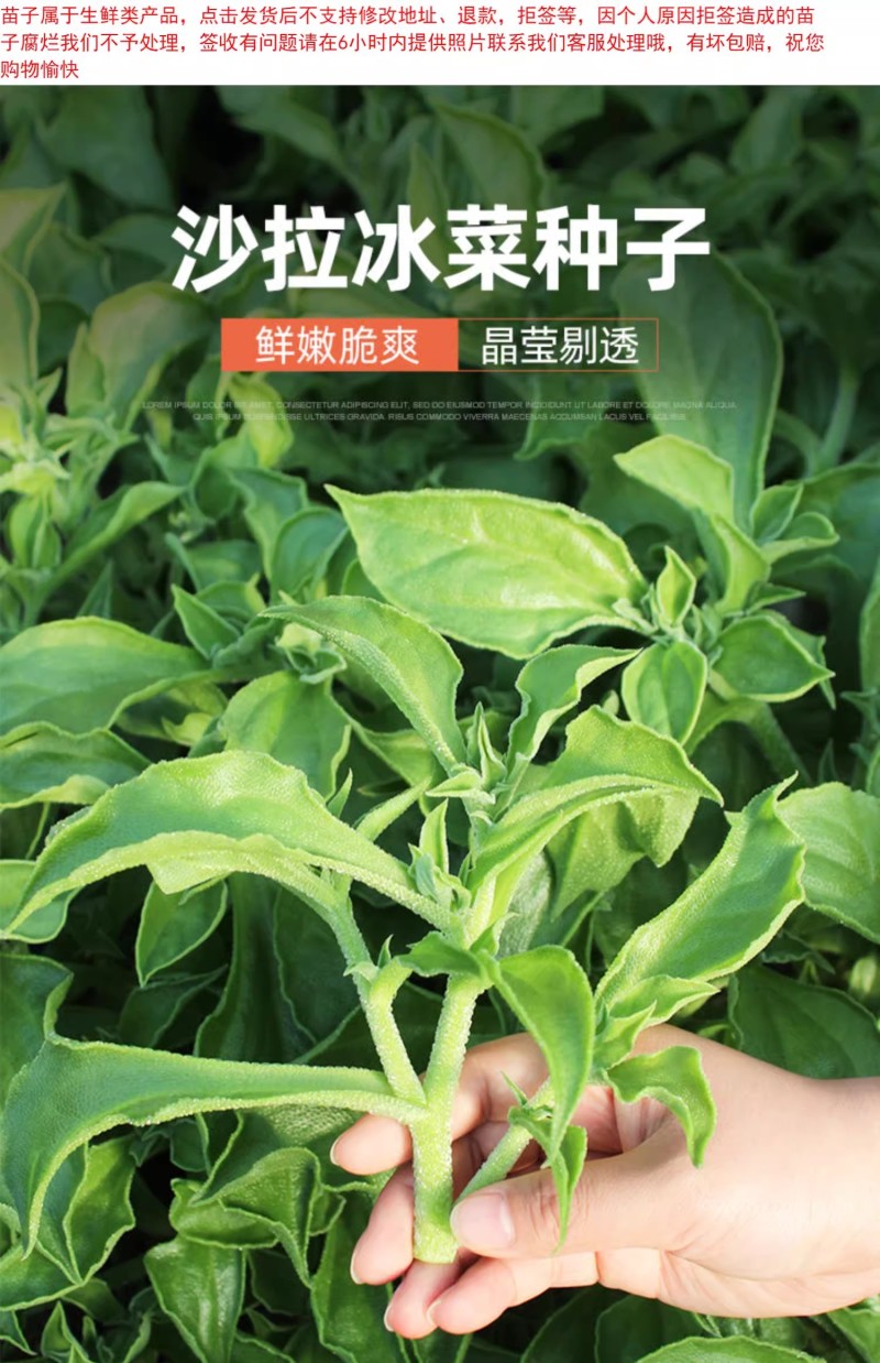 水晶冰菜种子冰草种子肉厚多汁生食入口即化耐寒抗病