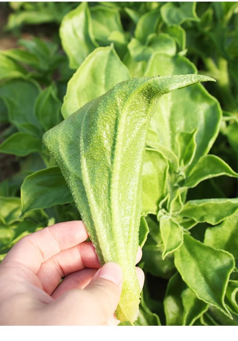 水晶冰菜种子冰草种子肉厚多汁生食入口即化耐寒抗病