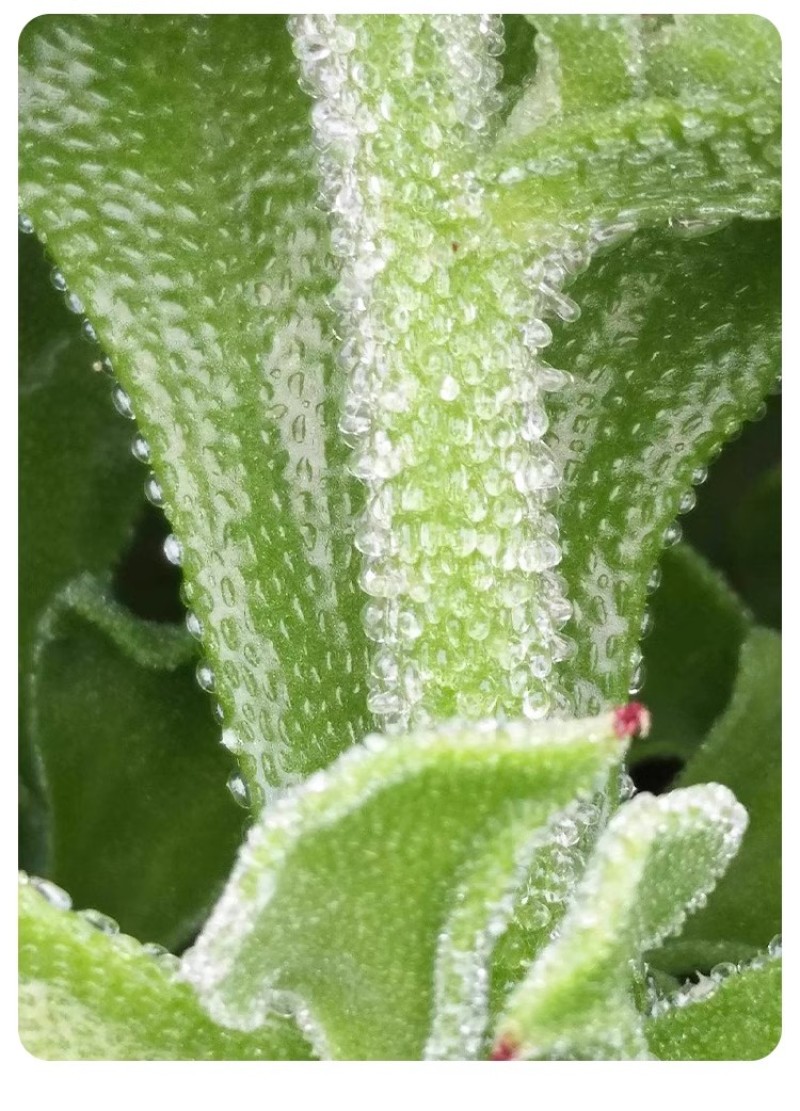 水晶冰菜种子冰草种子肉厚多汁生食入口即化耐寒抗病