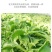 水晶冰菜种子冰草种子肉厚多汁生食入口即化耐寒抗病