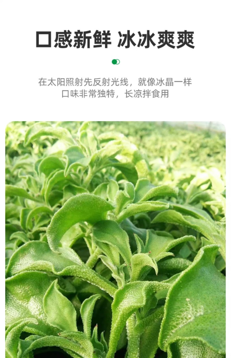 水晶冰菜种子冰草种子肉厚多汁生食入口即化耐寒抗病