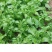 水晶冰菜种子冰草种子肉厚多汁生食入口即化耐寒抗病