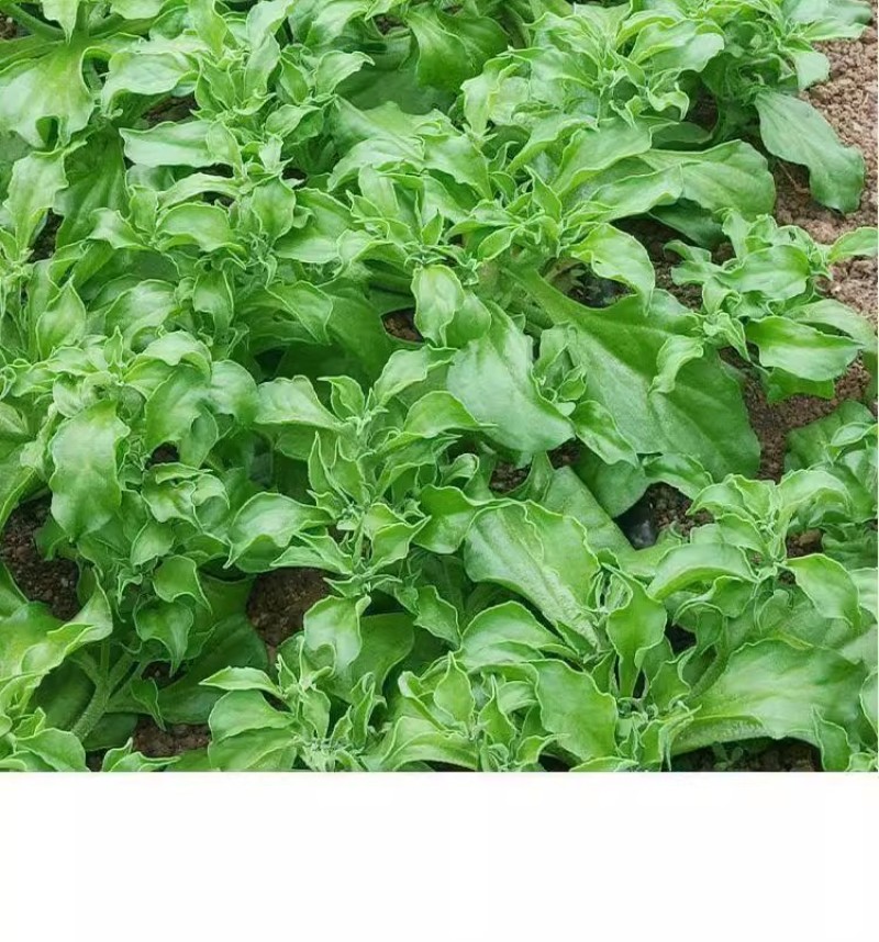 水晶冰菜种子冰草种子肉厚多汁生食入口即化耐寒抗病