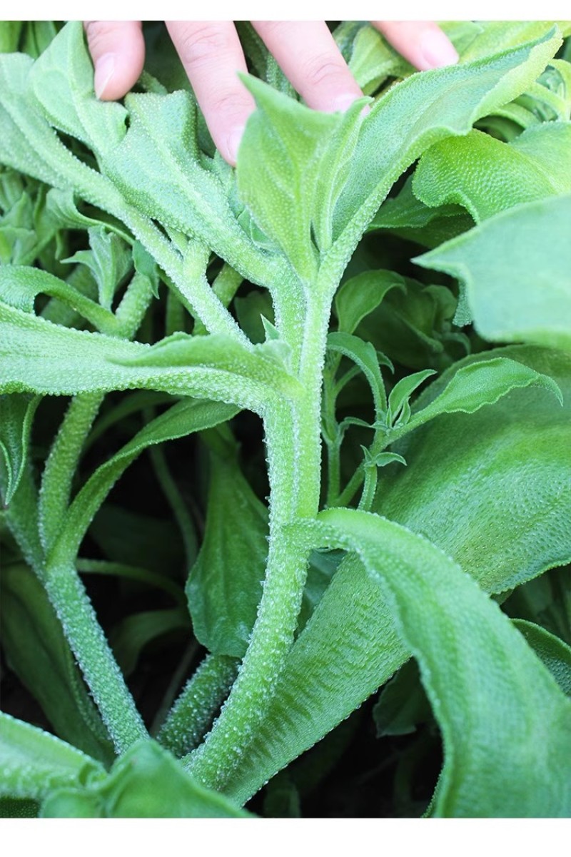 水晶冰菜种子冰草种子肉厚多汁生食入口即化耐寒抗病