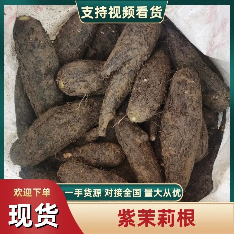 地老鼠，紫茉莉根，质量保证量大价优产地直销