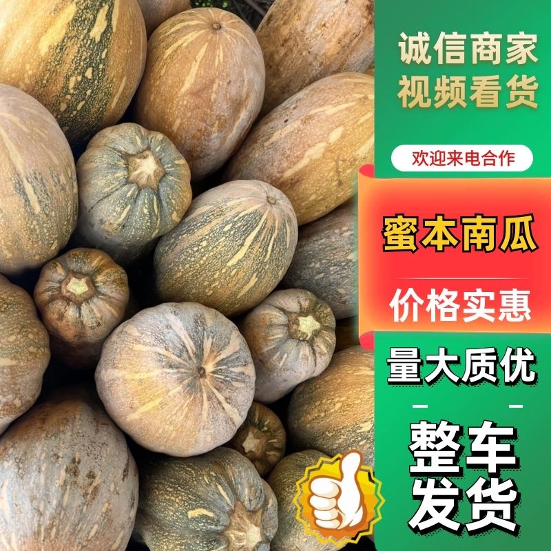 南瓜云南南瓜精品蜜本南瓜货量充足品质保障欢迎咨询