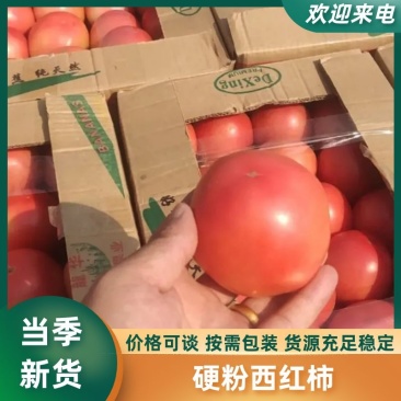 河北西红柿大量上市品质保证欢迎全国客商前来采购