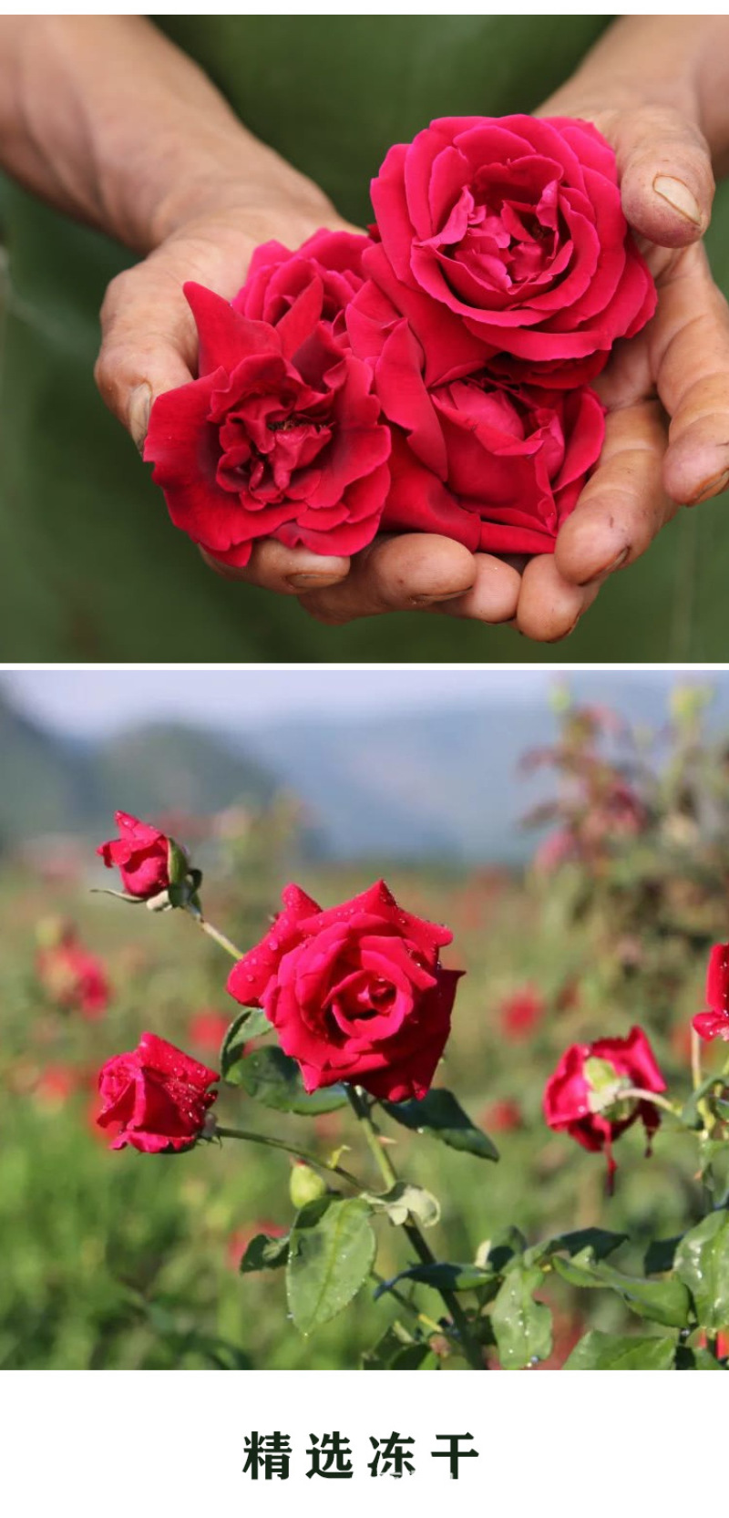 云南墨红玫瑰花冠冻干花烤干花微波干无疏大朵可食用花玫瑰水