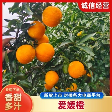 爱媛果冻橙，批发爱媛橙38，电商市场商超优先发货货源充足