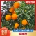 爱媛果冻橙，批发爱媛橙38，电商市场商超优先发货货源充足