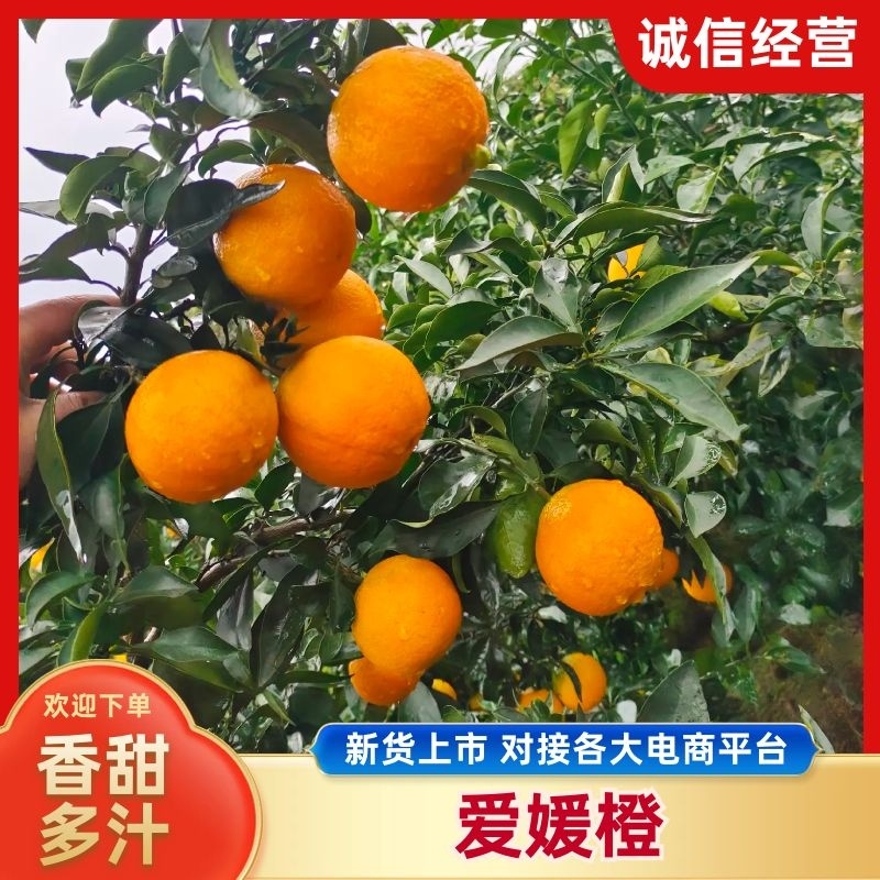 爱媛果冻橙，批发爱媛橙38，电商市场商超优先发货货源充足