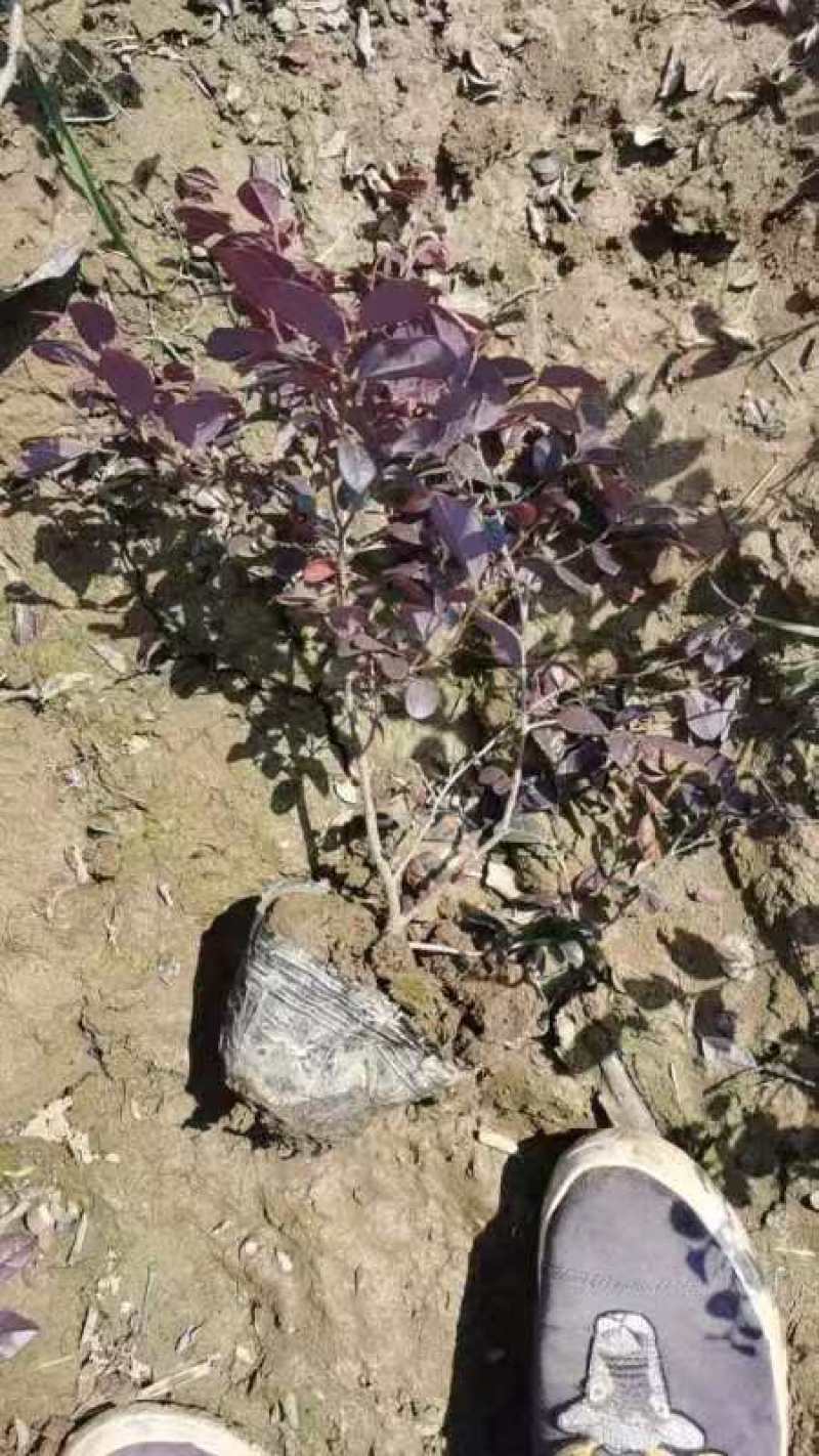 红花继木苗/杯苗/土栽苗大量有货致电价优欢迎咨询