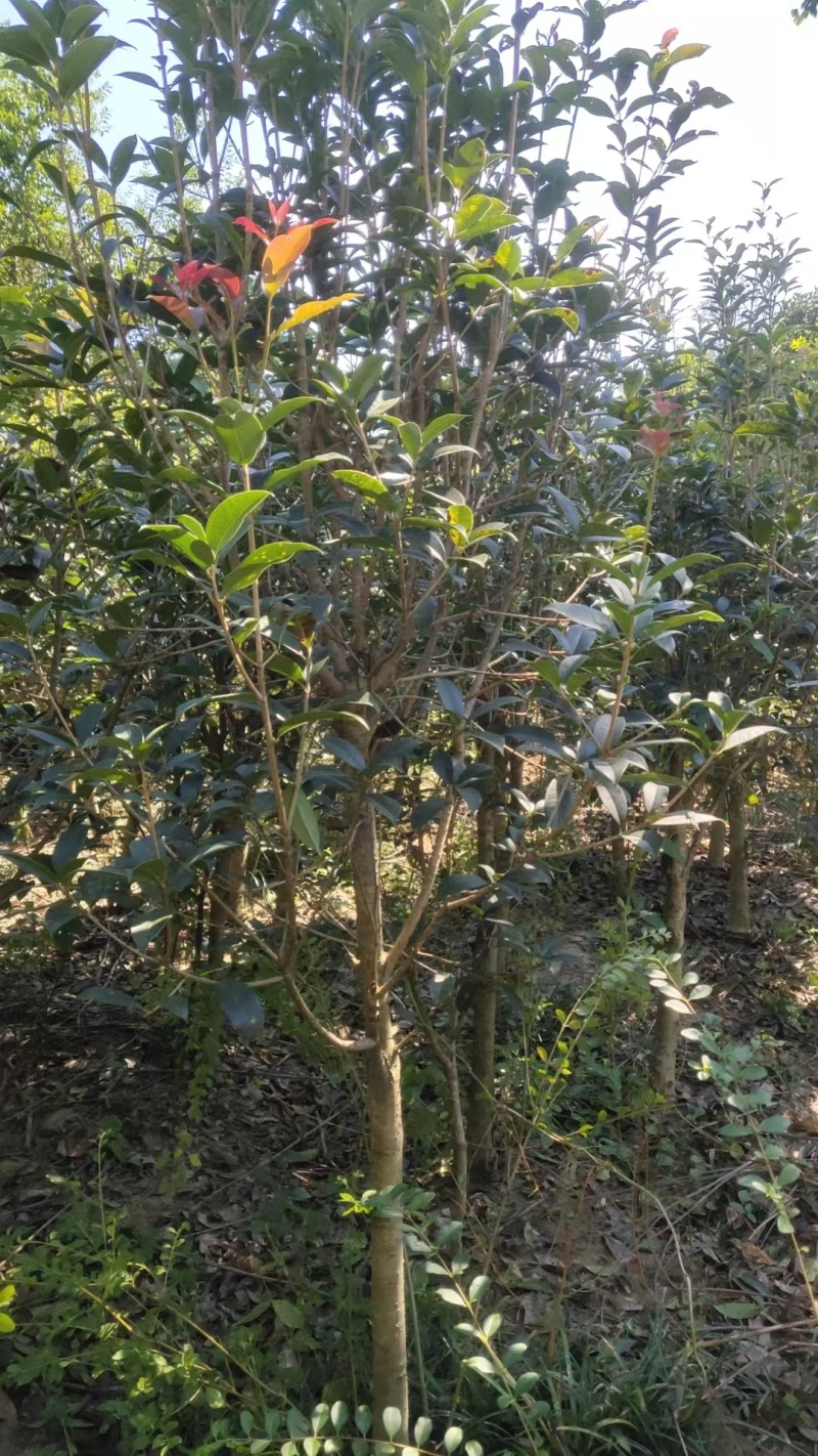 红花继木苗/杯苗/土栽苗大量有货致电价优欢迎咨询