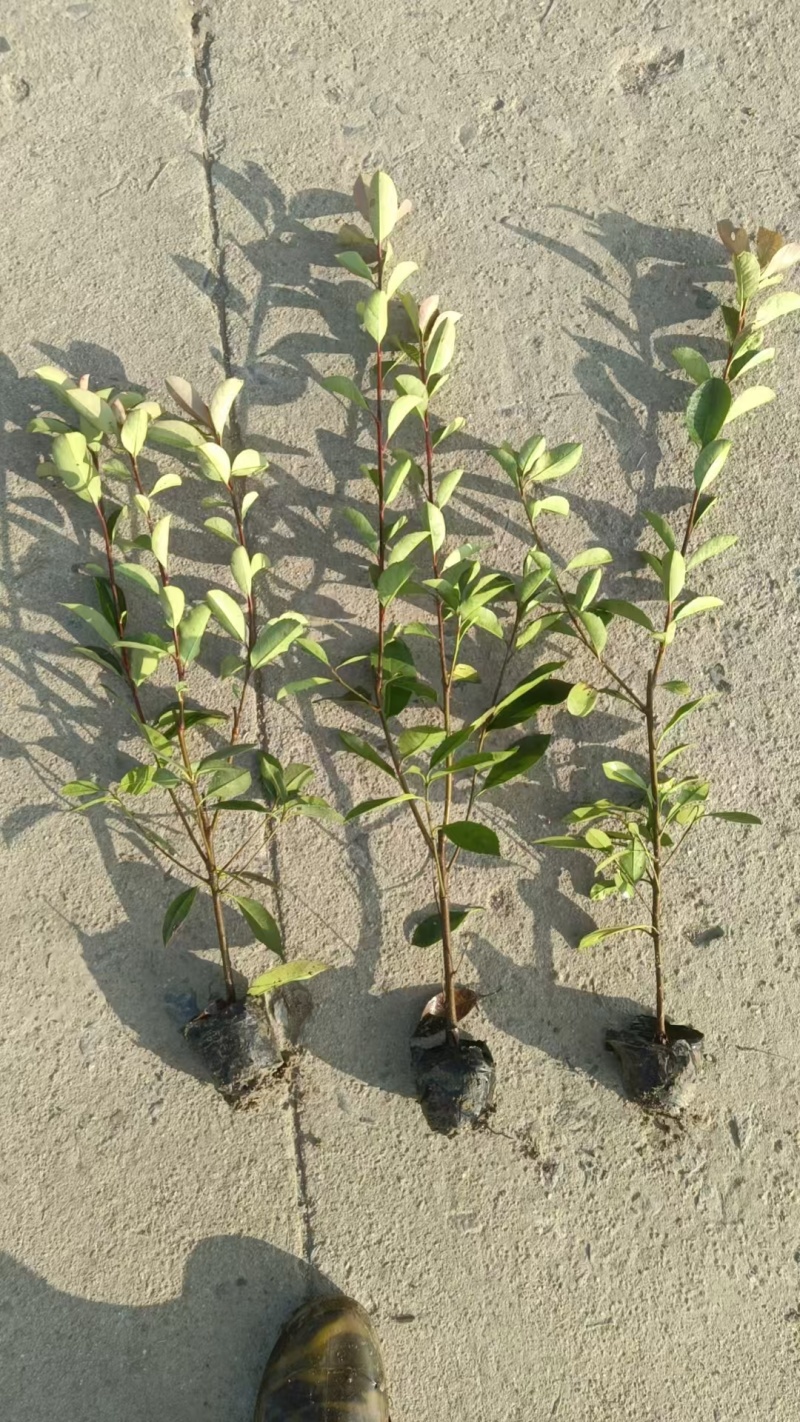红叶石楠杯苗/基地直发/量大价优/欢迎致电咨询订货