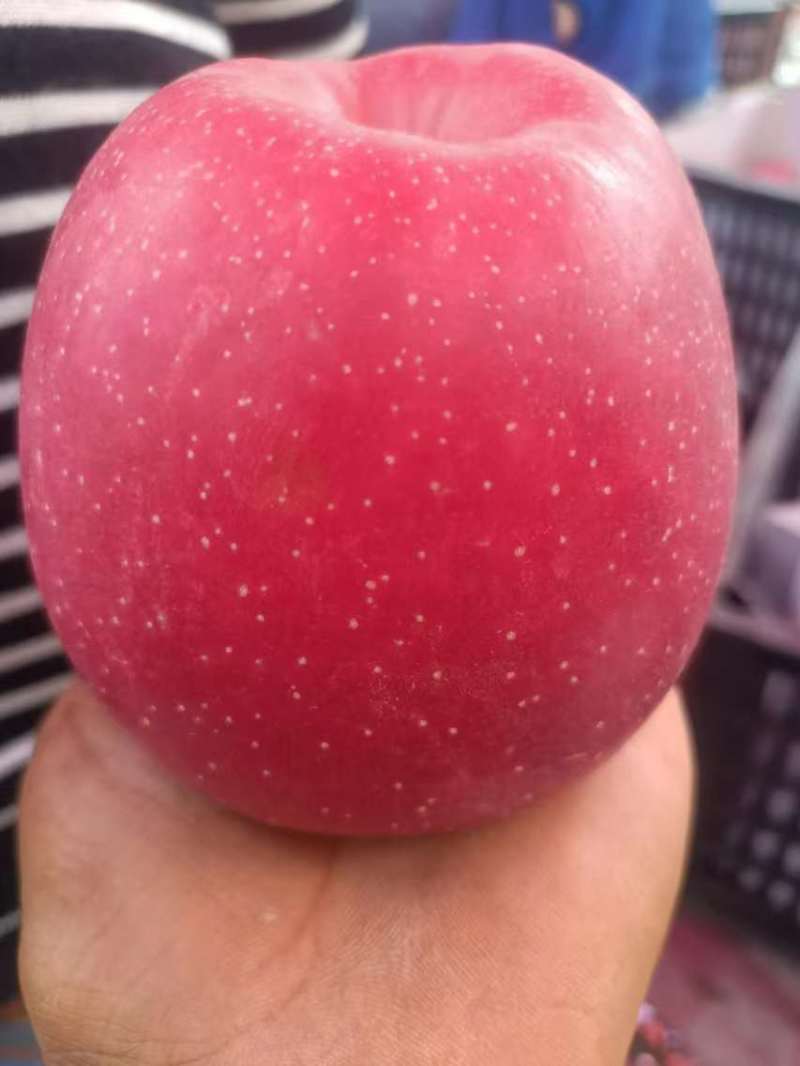 甘肃红富士苹果大量上市果园现摘口感脆甜保证质量