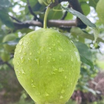 甘肃平凉酥梨秋月梨千亩果园现摘现发规格齐全欢迎订购