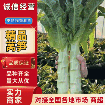 山东尖叶莴笋红尖叶莴笋莴苣现砍现发提供一条龙服务