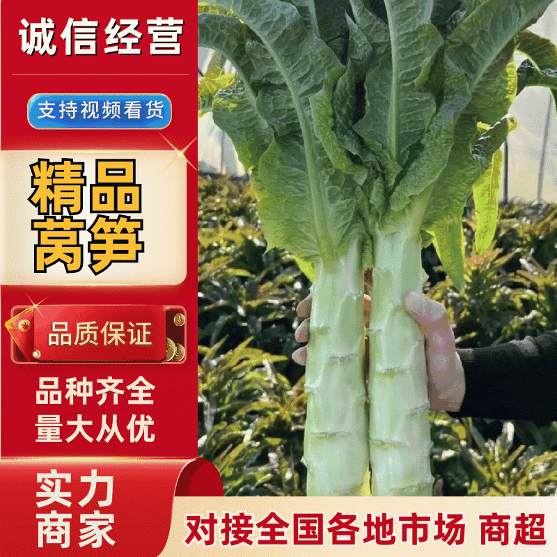山东尖叶莴笋红尖叶莴笋莴苣现砍现发提供一条龙服务