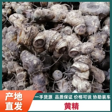 广东野生黄精农户收购产地货源保质保量全国供应