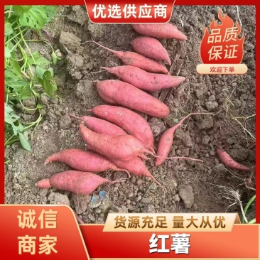 精品西瓜红红薯产地直发品质直发欢迎咨询合作