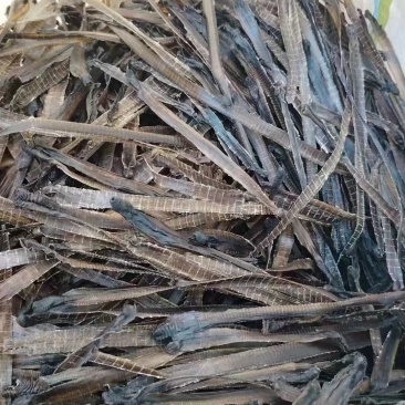 地龙广地龙中药材正品品质好南药园直供