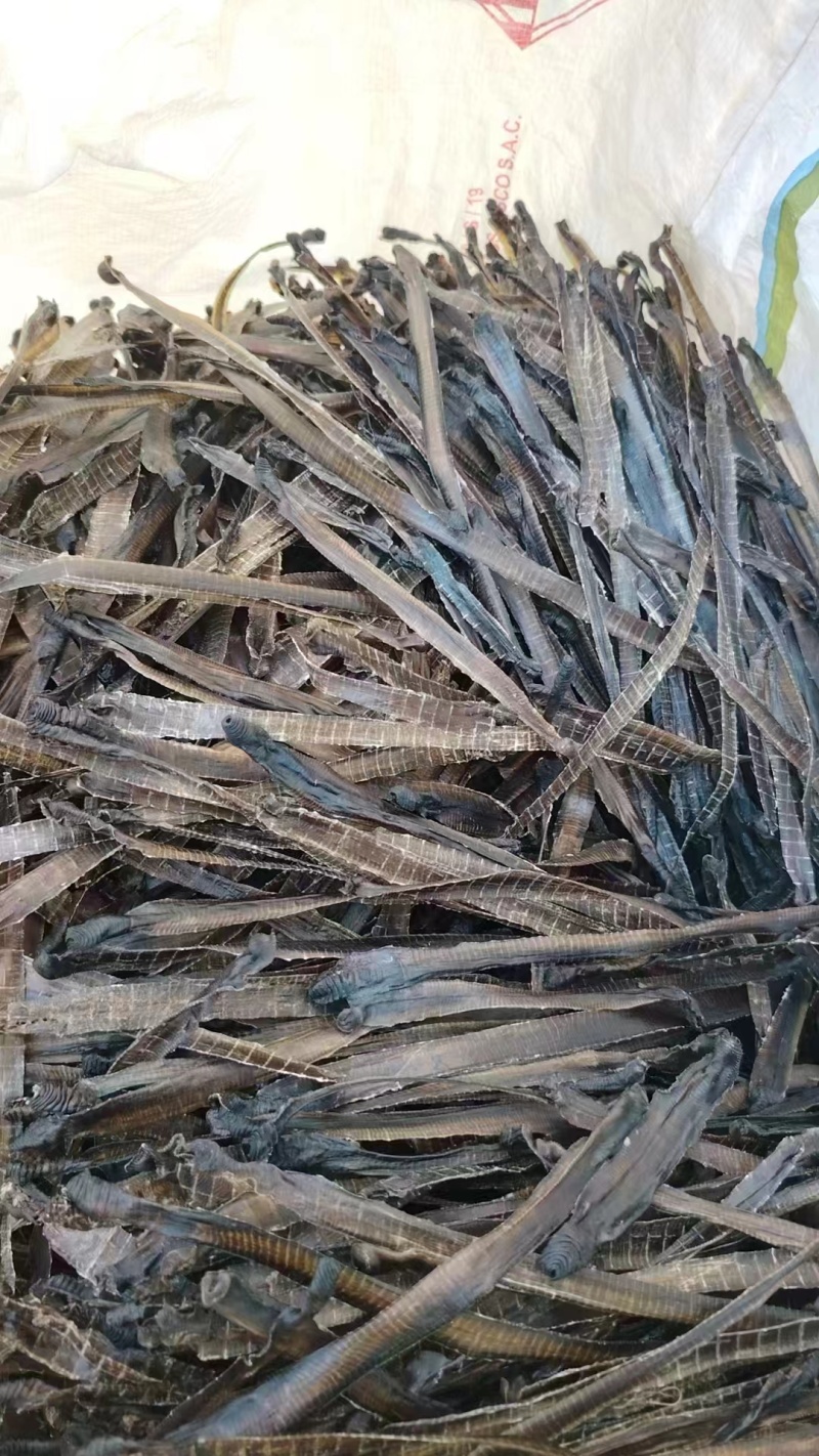 地龙广地龙中药材正品品质好南药园直供