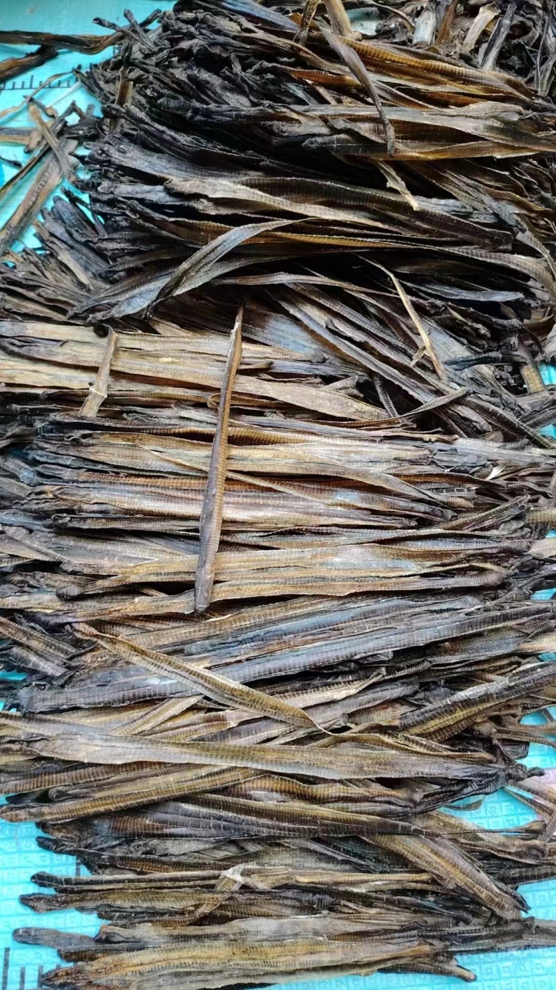 地龙广地龙中药材正品品质好南药园直供