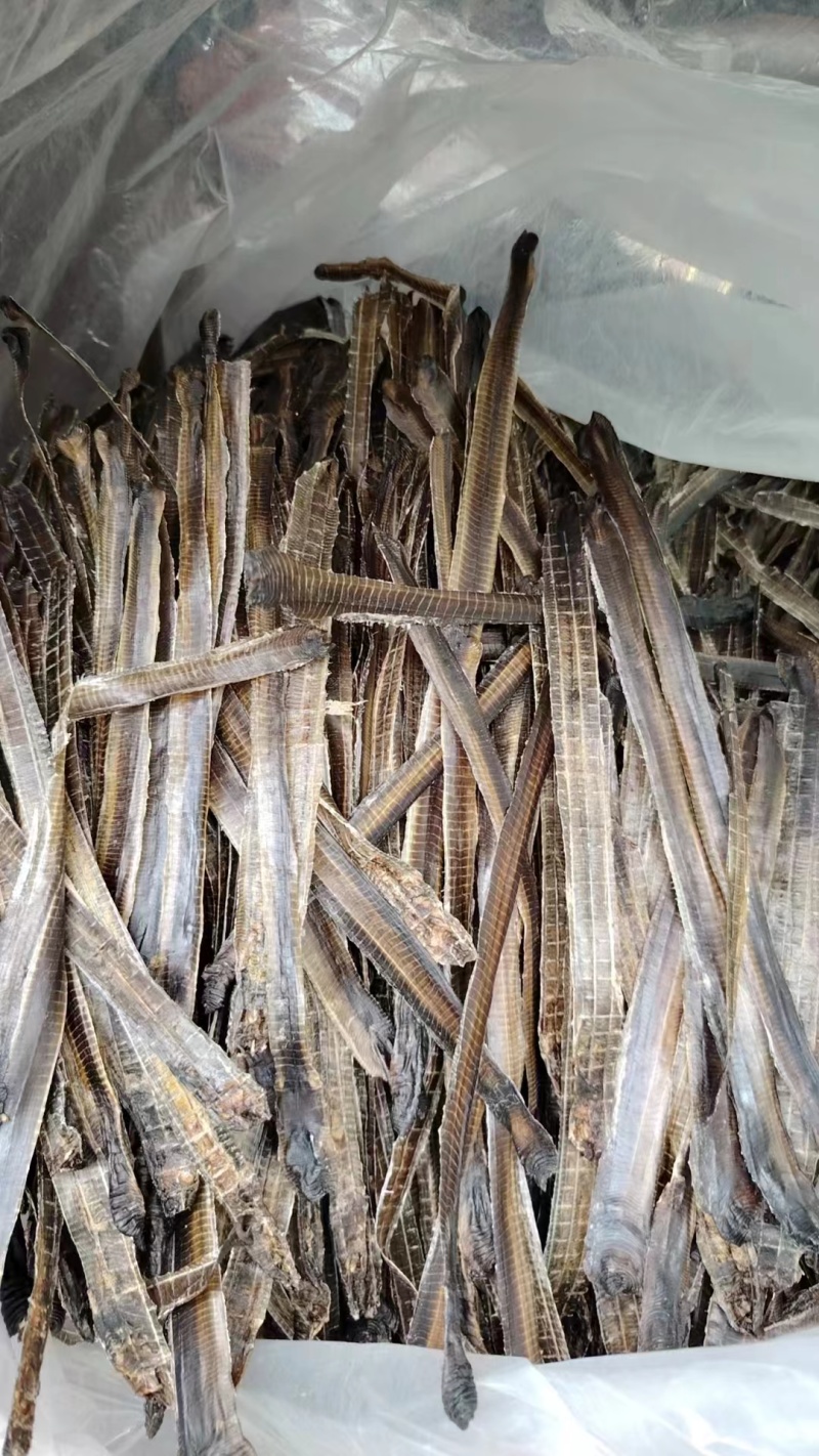 地龙广地龙中药材正品品质好南药园直供