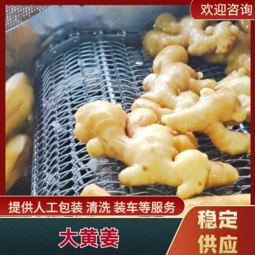 山东生姜大黄姜产地直发量大从优可视频看货欢迎各地客商洽谈