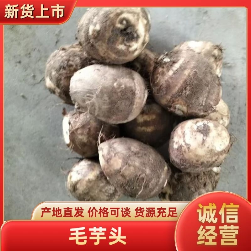山东毛芋头现挖现发一手货源欢迎客商洽谈业务