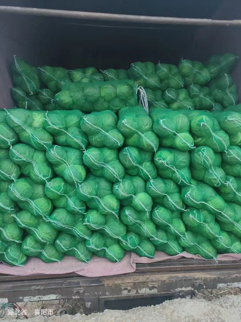 【实力推荐】湖北甘蓝-圆包菜品质保障诚信经营-可对接商超