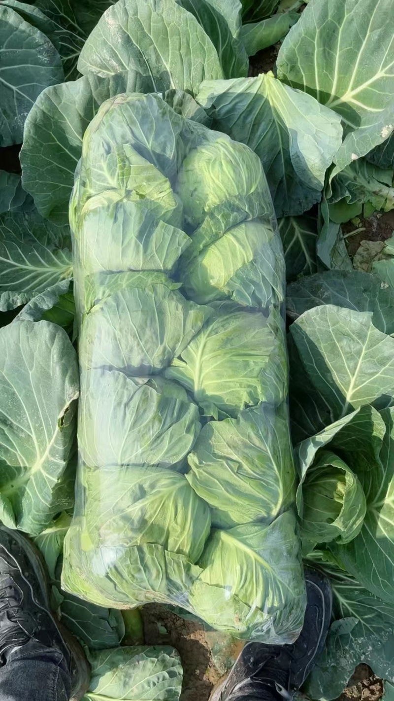 【实力推荐】湖北甘蓝-圆包菜品质保障诚信经营-可对接商超