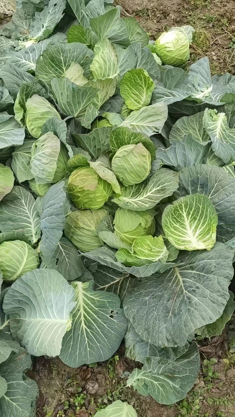 【实力推荐】湖北甘蓝-圆包菜品质保障诚信经营-可对接商超