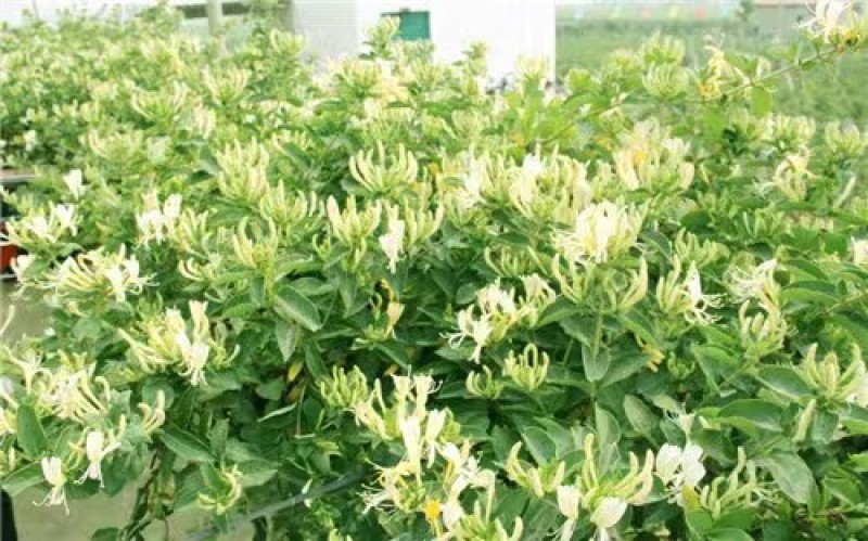 【精品】陕西金银花，价值高可制作凉茶粗壮鲜嫩
